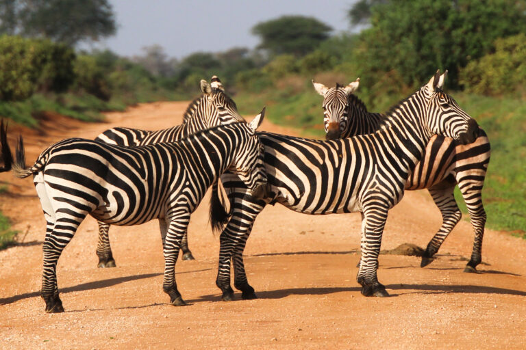 1 Dni Tsavo East Safari